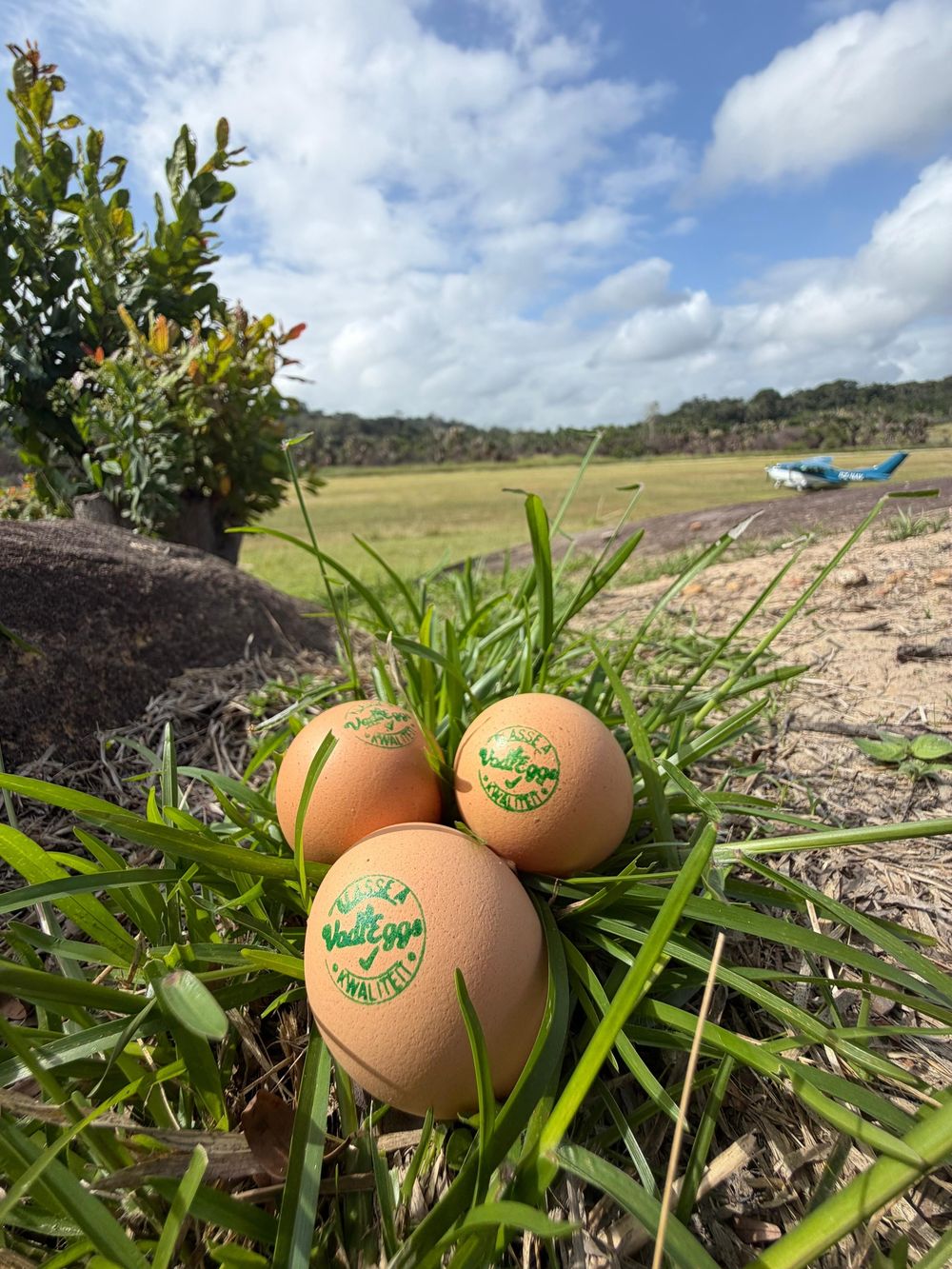 Drie VadiEggs met Klasse A-stempel in het gras